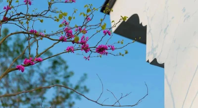 樟华九巷 | 院子春盛，盼你如约