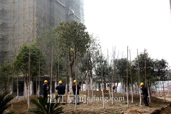 万和国际一月工程进度 正在做绿化