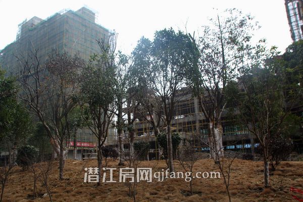 万和国际二月工程进度 绿化即将完工