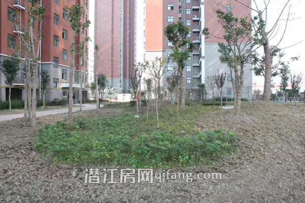 盛世东城11月工程进度:小区绿化初见雏形
