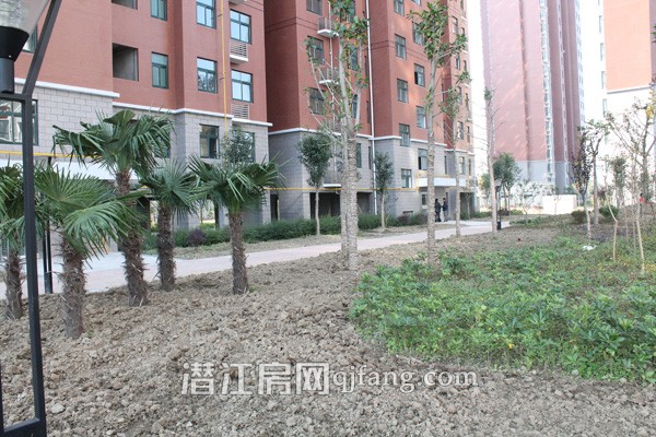 盛世东城11月工程进度:小区绿化初见雏形