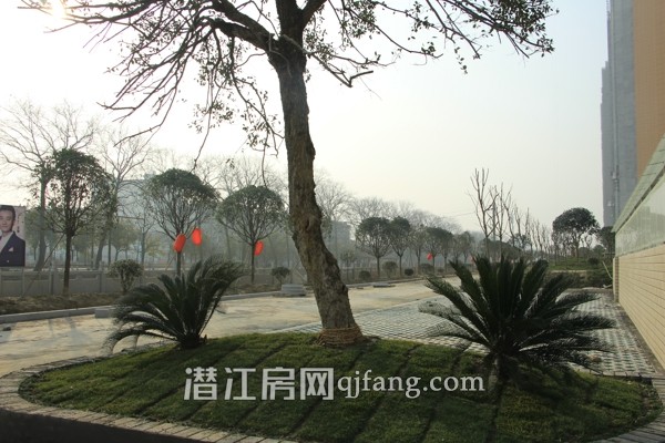 阳光水岸1月工程进度:小区内部绿化基本呈现