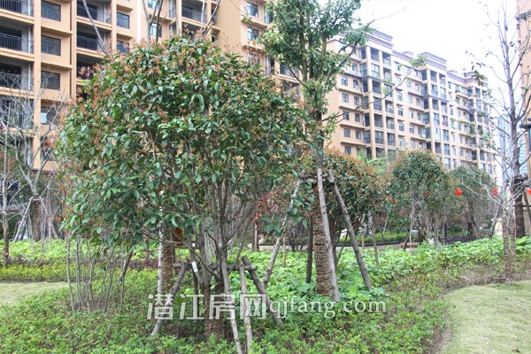 金江星城展现春天 园林绿化亲近自然