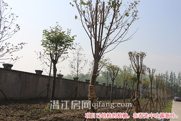 绿城熙园4月工程进度 园林绿化逐步完善