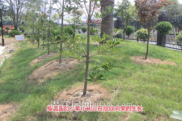 阳光水岸7月工程进度:1号楼正拆防护网