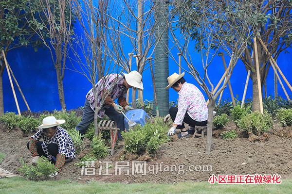 中南世纪雅苑工程进度:已开始做绿化