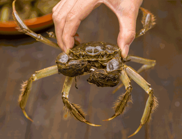 “蟹”逅卓尔丨潜江客厅国庆嘉年华 带您玩转黄金周